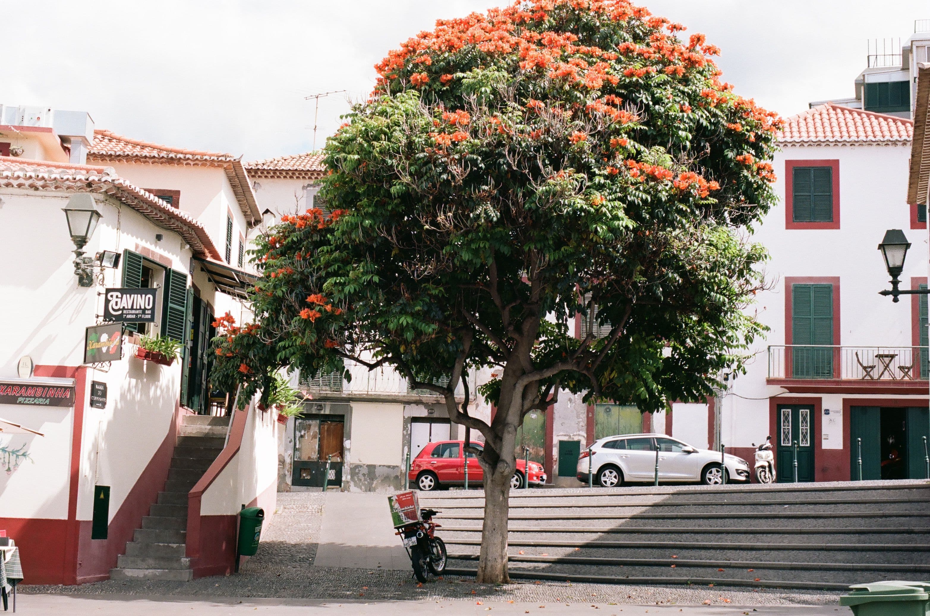 Whitewashed buildings in Funchal’s old town around a flowering African tulip tree.