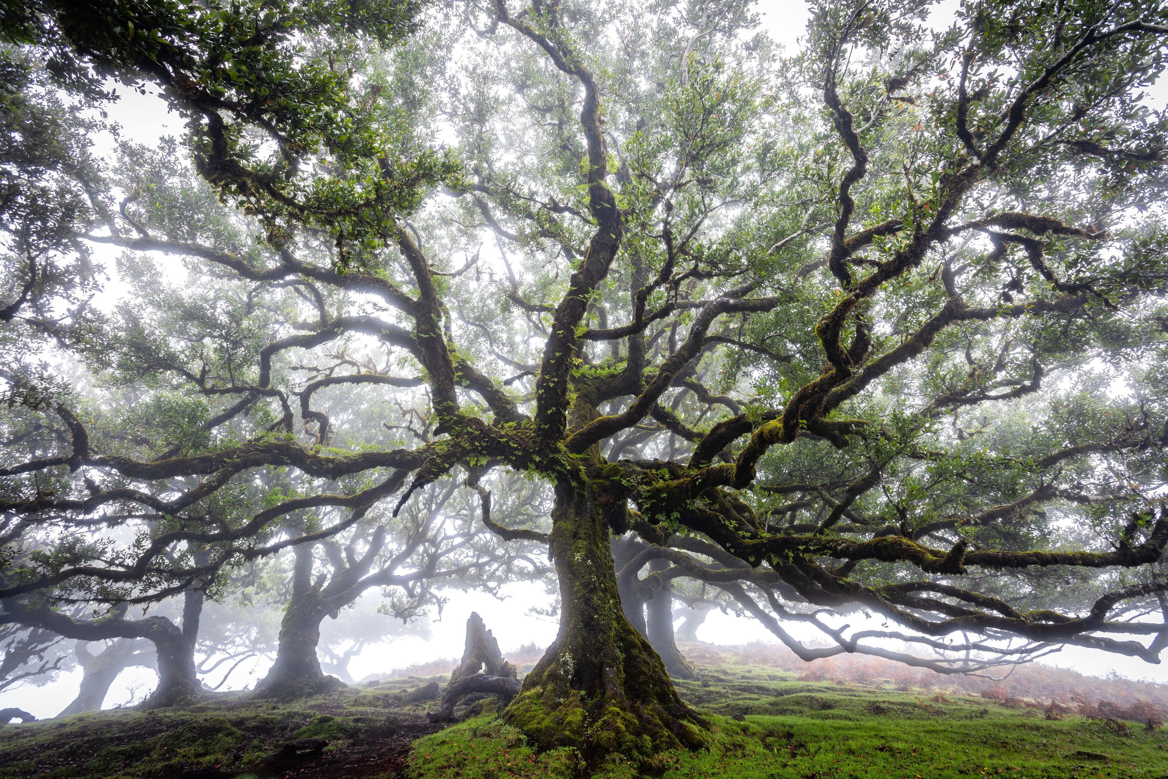 An ancient laurel tree spreads twisted, moss-covered branches through the mist of Fanal forest.